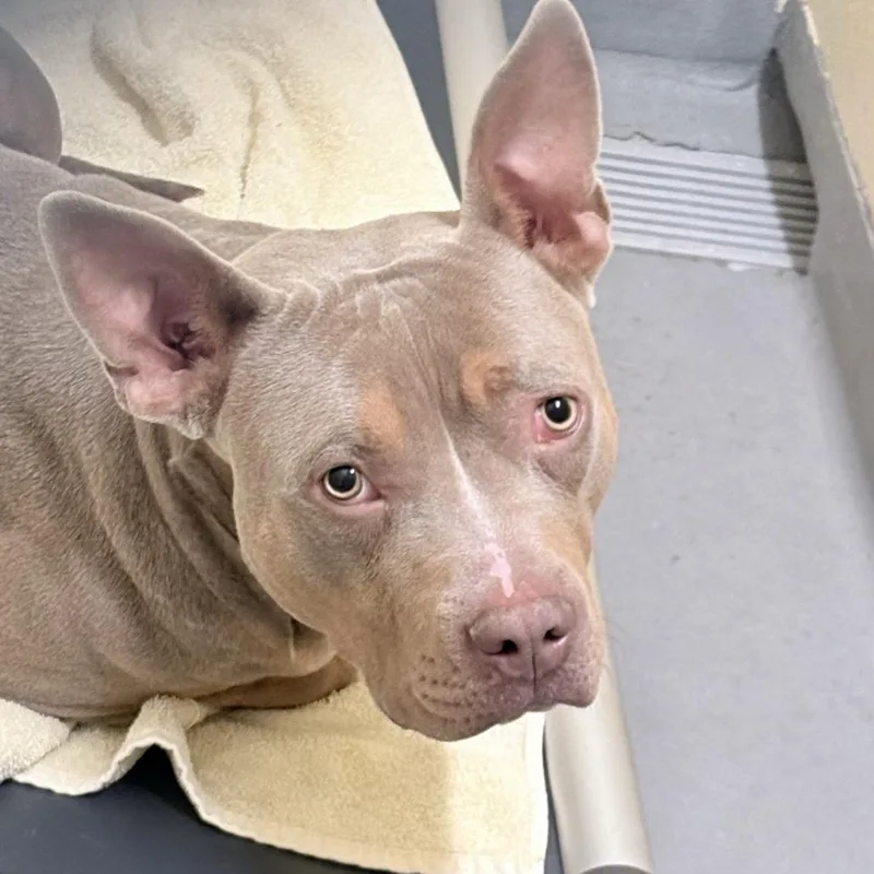 A young medium-sized male Yellow / Tan / Blond / Fawn Pit Bull Terrier dog named Pudding for adoption in Tacoma, WA