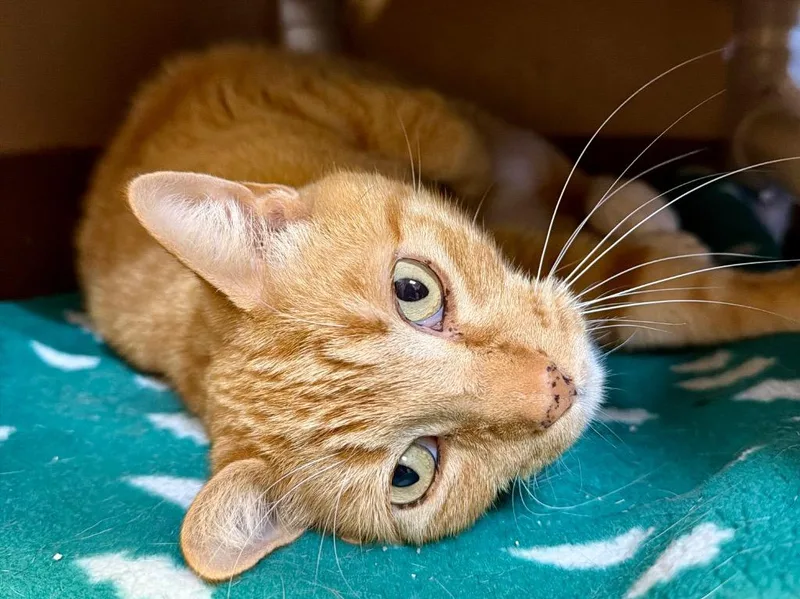 An adult small-sized male Domestic Short Hair cat named Cheeto for adoption in Ocala, FL