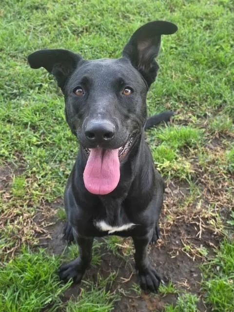 A young medium-sized female Black Labrador Retriever dog named Puddin' Pie for adoption in Manteca, CA