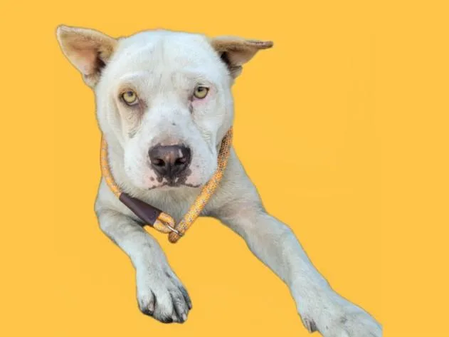 An adult medium-sized male Pit Bull Terrier dog named Stuart for adoption in Los Angeles, CA