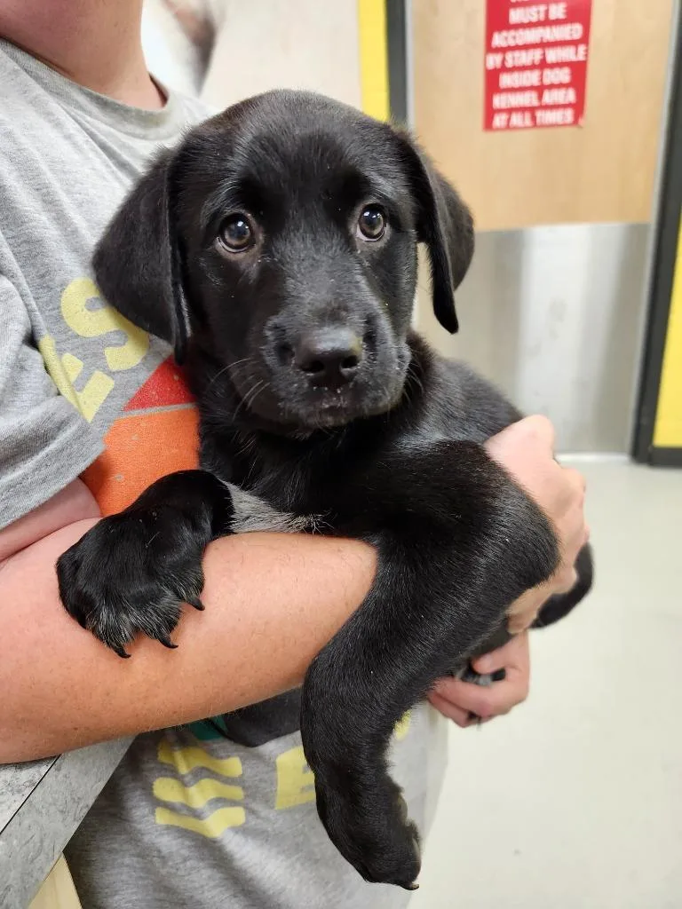 A baby medium-sized male Australian Cattle Dog / Blue Heeler dog named Umair  AC  for adoption in Greeneville, TN