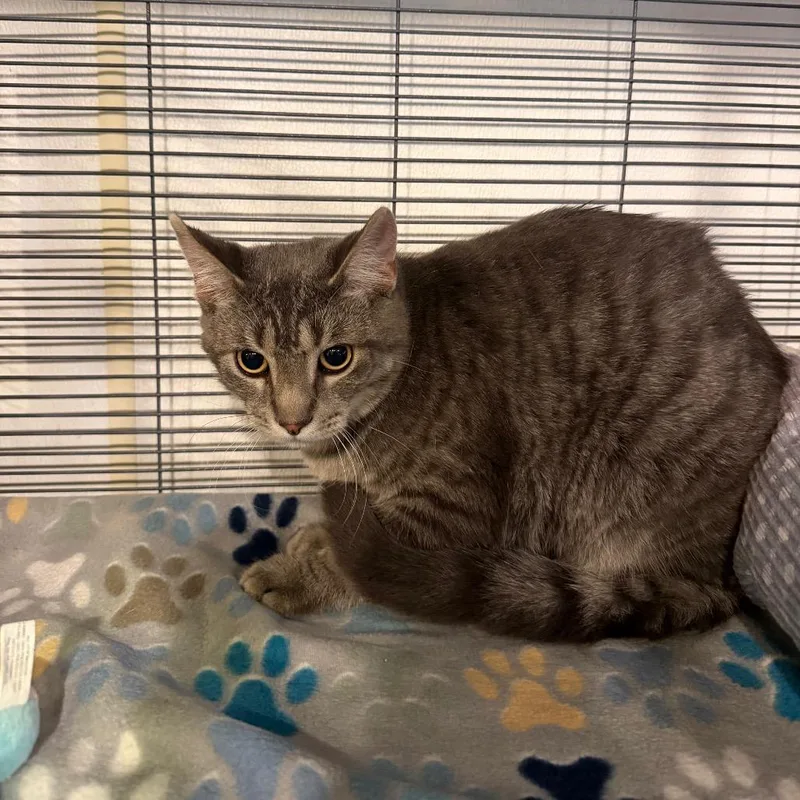 A young medium-sized male Domestic Short Hair cat named Basil for adoption in Hanna City, IL