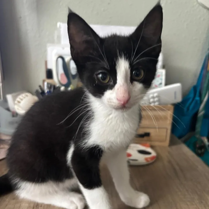 A baby small-sized male Domestic Short Hair cat named Baron for adoption in Bulverde, TX