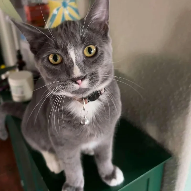 A baby medium-sized male Gray & White Domestic Short Hair cat named Luke for adoption in Concord, CA