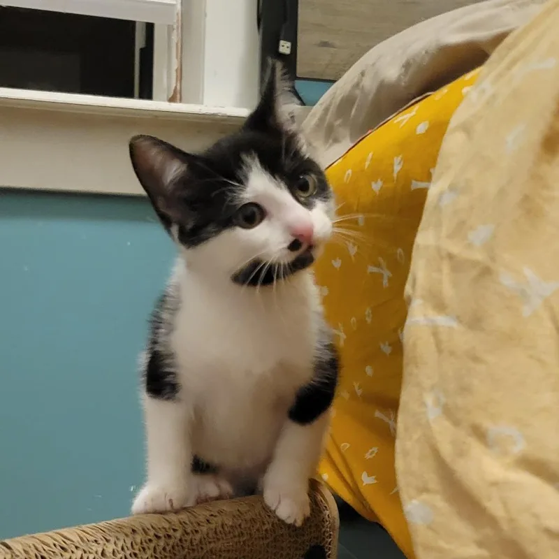 A baby small-sized female Black Domestic Short Hair cat named Veronica Mars for adoption in Wheeling, IL
