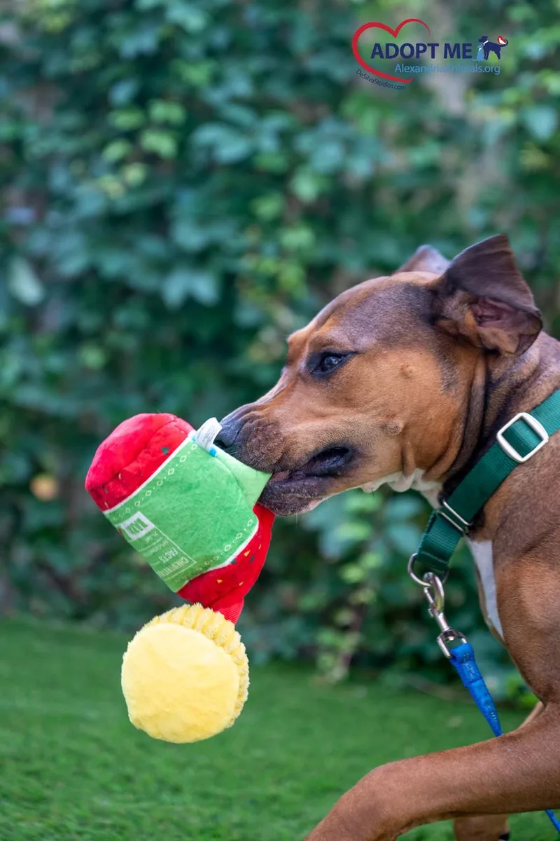 An adult extra large-sized female Brown / Chocolate Mixed Breed dog named Coco for adoption in Alexandria, VA