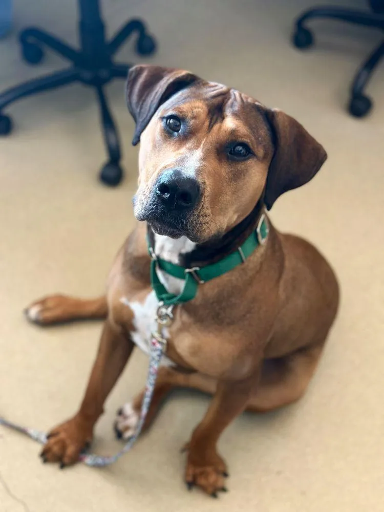 Coco thumbnail 4