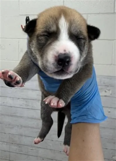 A baby small-sized female Pit Bull Terrier dog named Pluto for adoption in San Bernardino, CA
