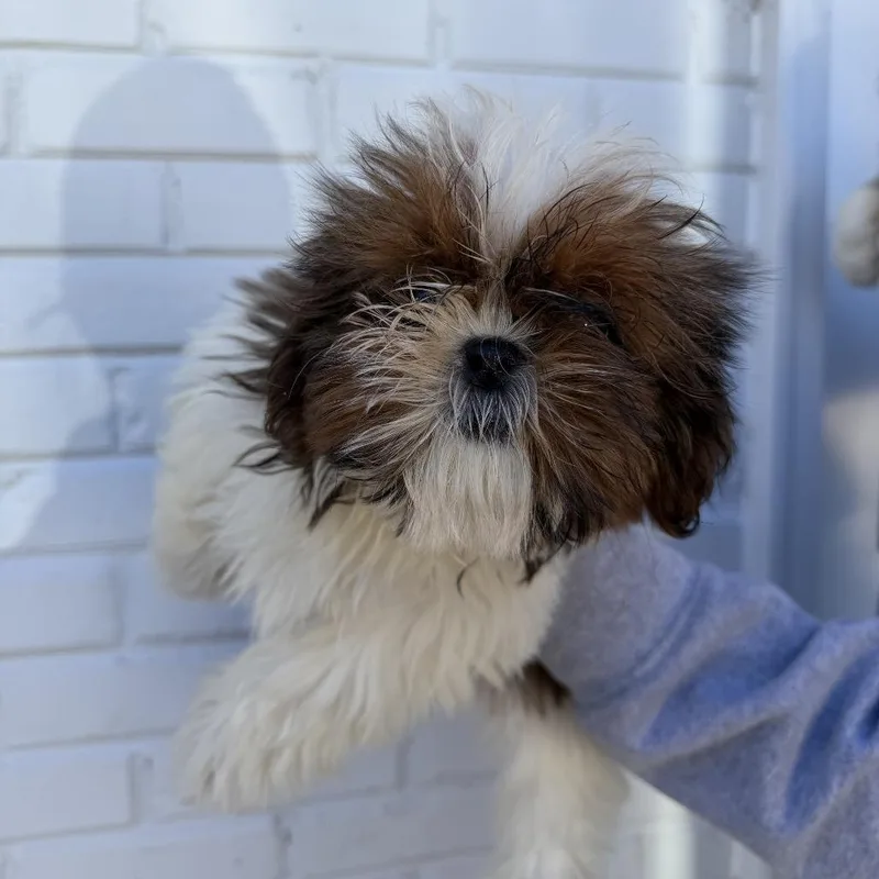 A baby small-sized female Shih Tzu dog named Jizera for adoption in Northbrook, IL