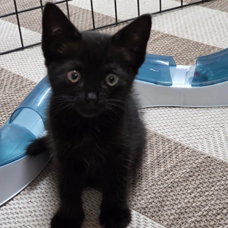 A baby medium-sized male Black Domestic Short Hair cat named Link for adoption in Roanoke, VA