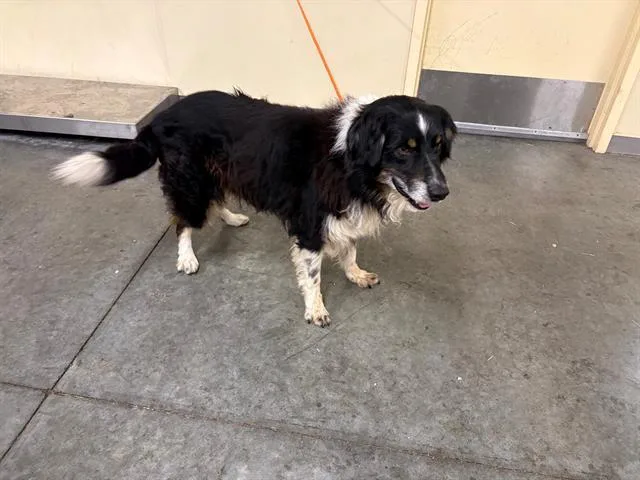 An adult medium-sized male Australian Shepherd dog named Lance for adoption in Tustin, CA