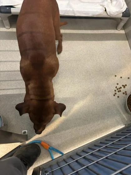 Mr. Goodbar