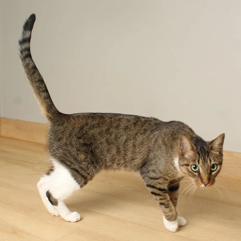 Snikkars C thumbnail 2