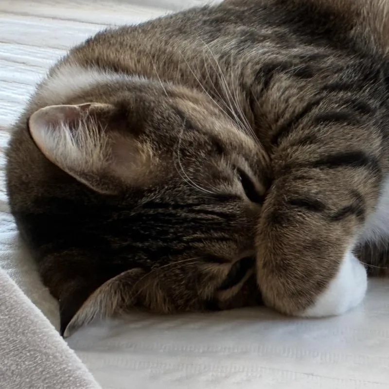 Snikkars C thumbnail 3