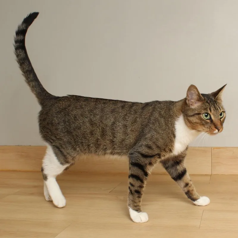 Snikkars C thumbnail 4