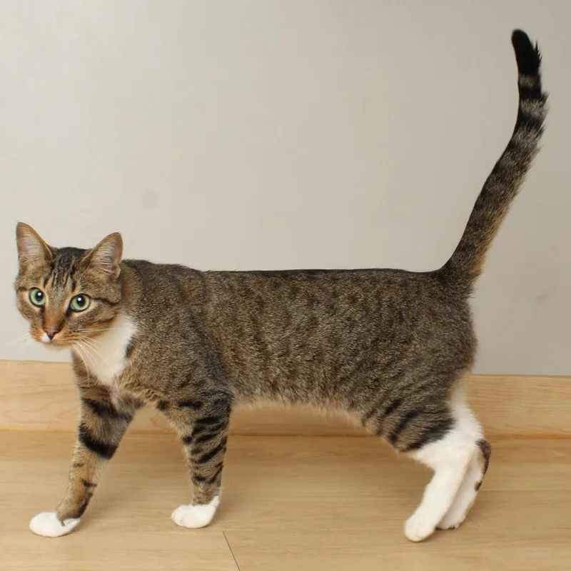 Snikkars C thumbnail 5