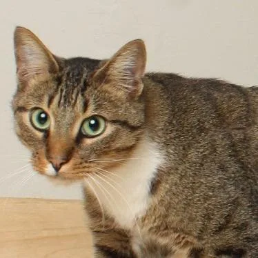 Snikkars C thumbnail 6