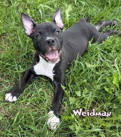 Weidman
