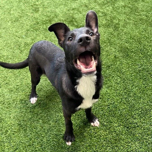 Hennessy thumbnail 3