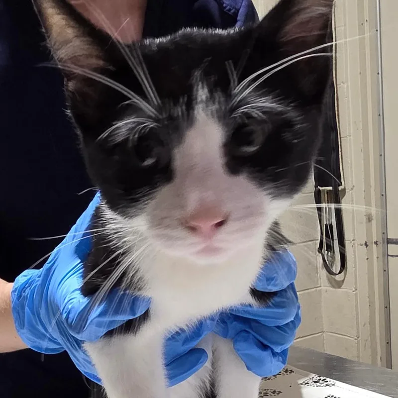 A baby small-sized male Domestic Short Hair cat named Milk Dud for adoption in Milton, FL