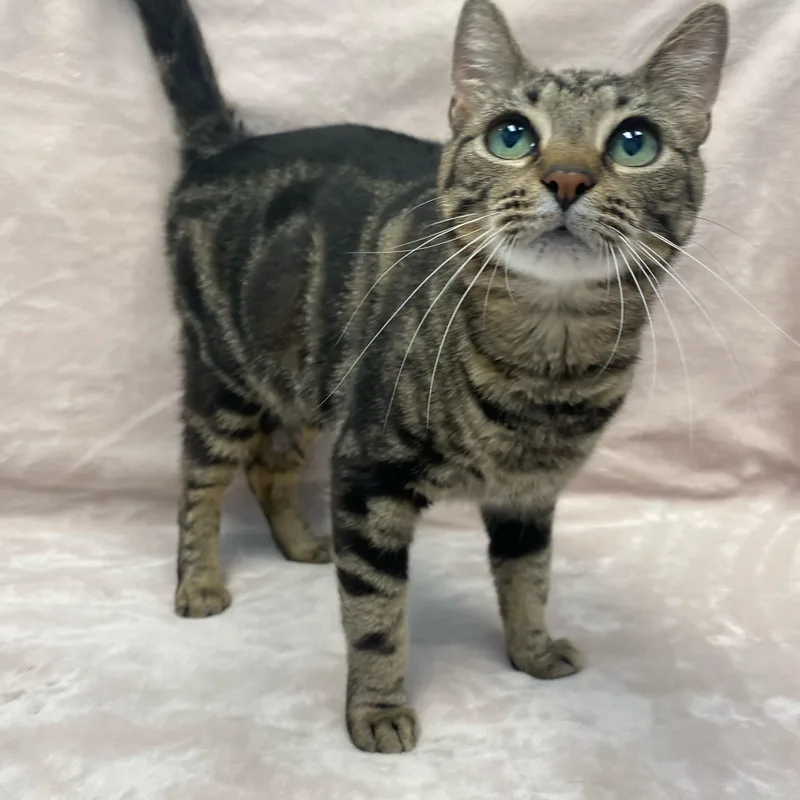 An adult medium-sized female Tabby (Brown / Chocolate) Domestic Short Hair cat named Snow for adoption in Bear, DE