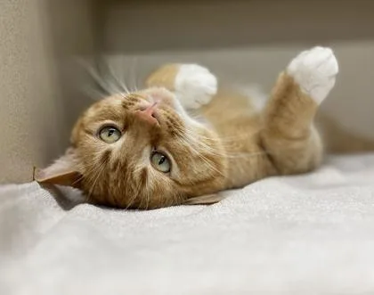 An adult medium-sized male Domestic Short Hair cat named Gilmore for adoption in Humboldt, IA