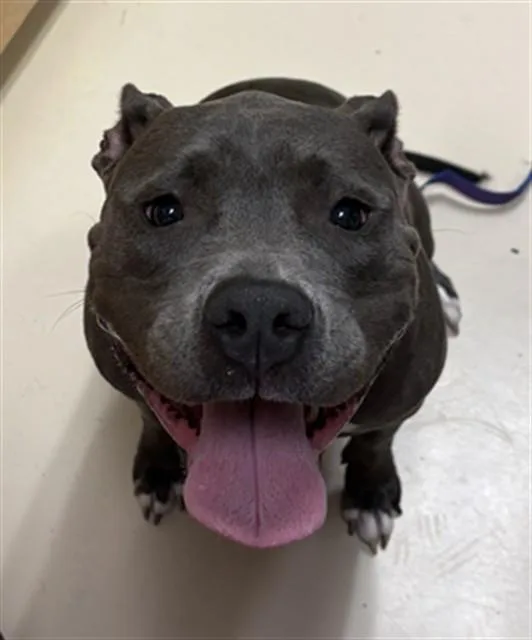 A young large-sized female Staffordshire Bull Terrier dog named Prada for adoption in Aliquippa, PA