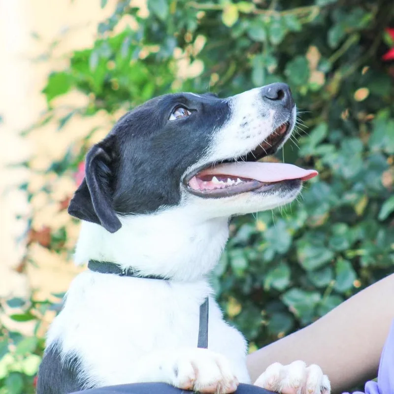 A baby large-sized female Tricolor (Brown, Black, & White) Mixed Breed dog named Alexis for adoption in Groveland, MA
