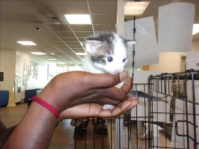 A baby small-sized male Domestic Medium Hair cat named Lulo for adoption in Van Nuys, CA