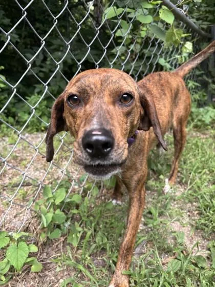 An adult medium-sized female Bicolor Beagle dog named Ruby for adoption in Lafayette, IN