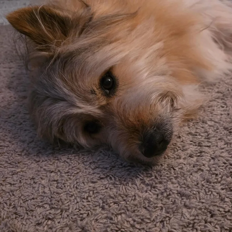 Lilly thumbnail 3