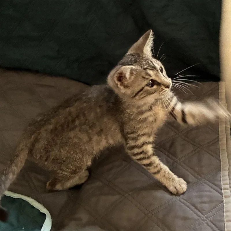 A baby small-sized male Brown / Chocolate Domestic Short Hair cat named John Boy for adoption in Buffalo, MN