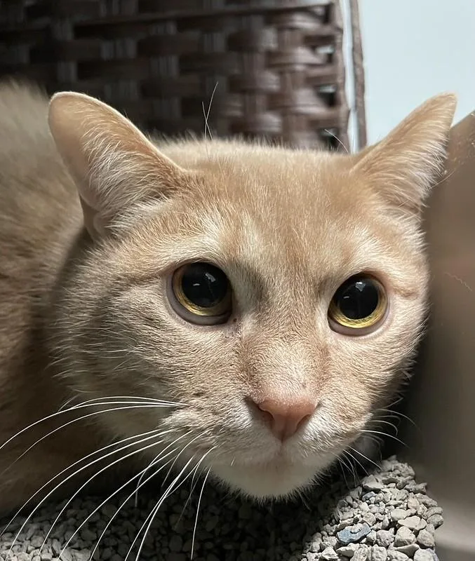 Biscuits & Gravy thumbnail 4