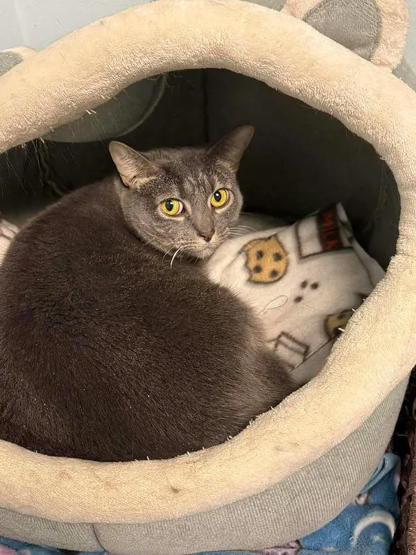 Biscuits & Gravy thumbnail 5