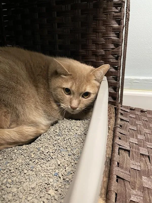 Biscuits & Gravy thumbnail 6