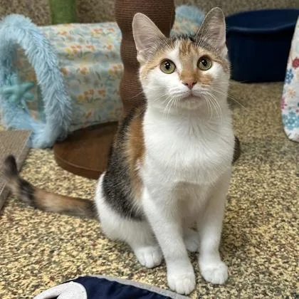 A baby small-sized female Domestic Short Hair cat named Aspen for adoption in Merriam, KS