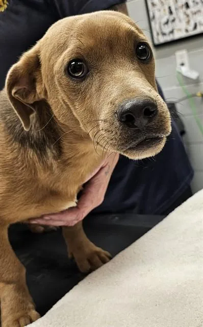 A young medium-sized male Dachshund dog named Fred for adoption in Huntsville, AL
