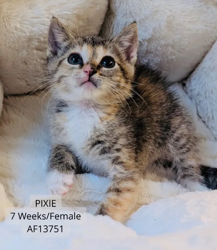 A young medium-sized female Tabby (Brown / Chocolate) Domestic Short Hair cat named Pixie for adoption in Supply, NC