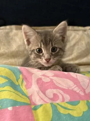 A baby medium-sized male Domestic Short Hair cat named Ambrose for adoption in Savannah, GA