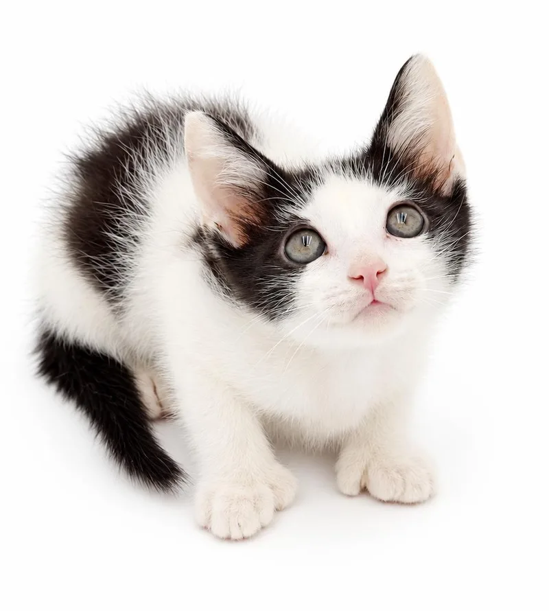 A baby small-sized male Black & White / Tuxedo Extra-Toes Cat / Hemingway Polydactyl cat named Miles is happy chirpy for adoption in Bedford Hills, NY