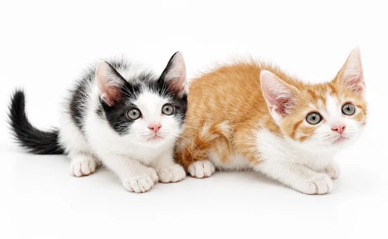 Miles is happy chirpy thumbnail 6