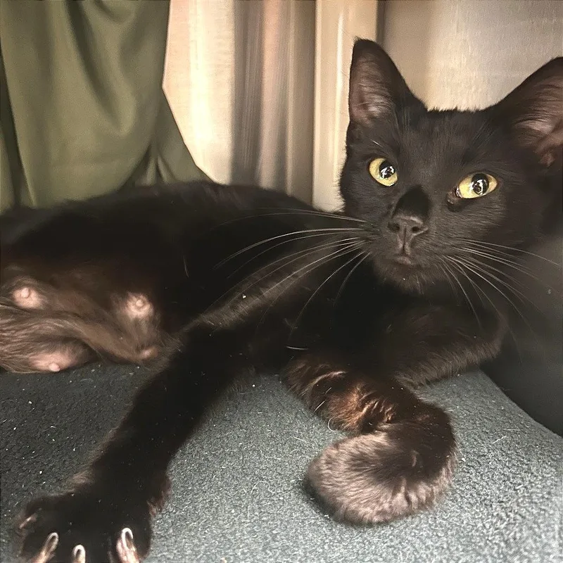 A young medium-sized female Black Domestic Short Hair cat named Jasmine for adoption in Hendersonville, NC