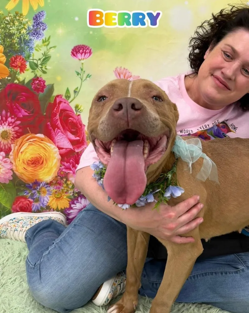 A senior medium-sized female Yellow / Tan / Blond / Fawn Mixed Breed dog named Berry for adoption in Flint, MI