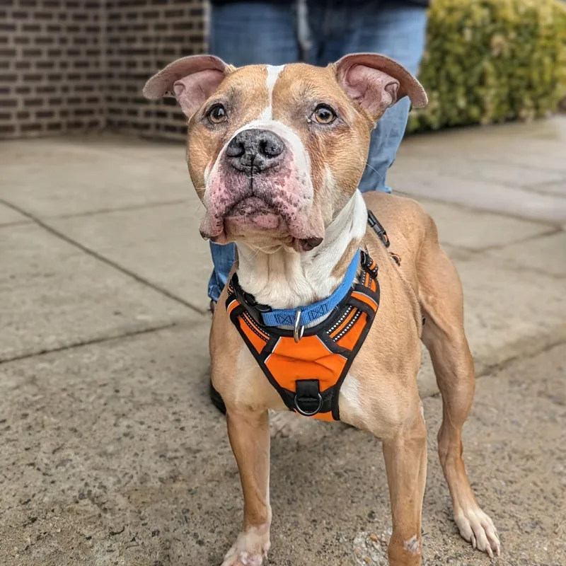 An adult large-sized male White / Cream Pit Bull Terrier dog named Rusty for adoption in Potomac, MD