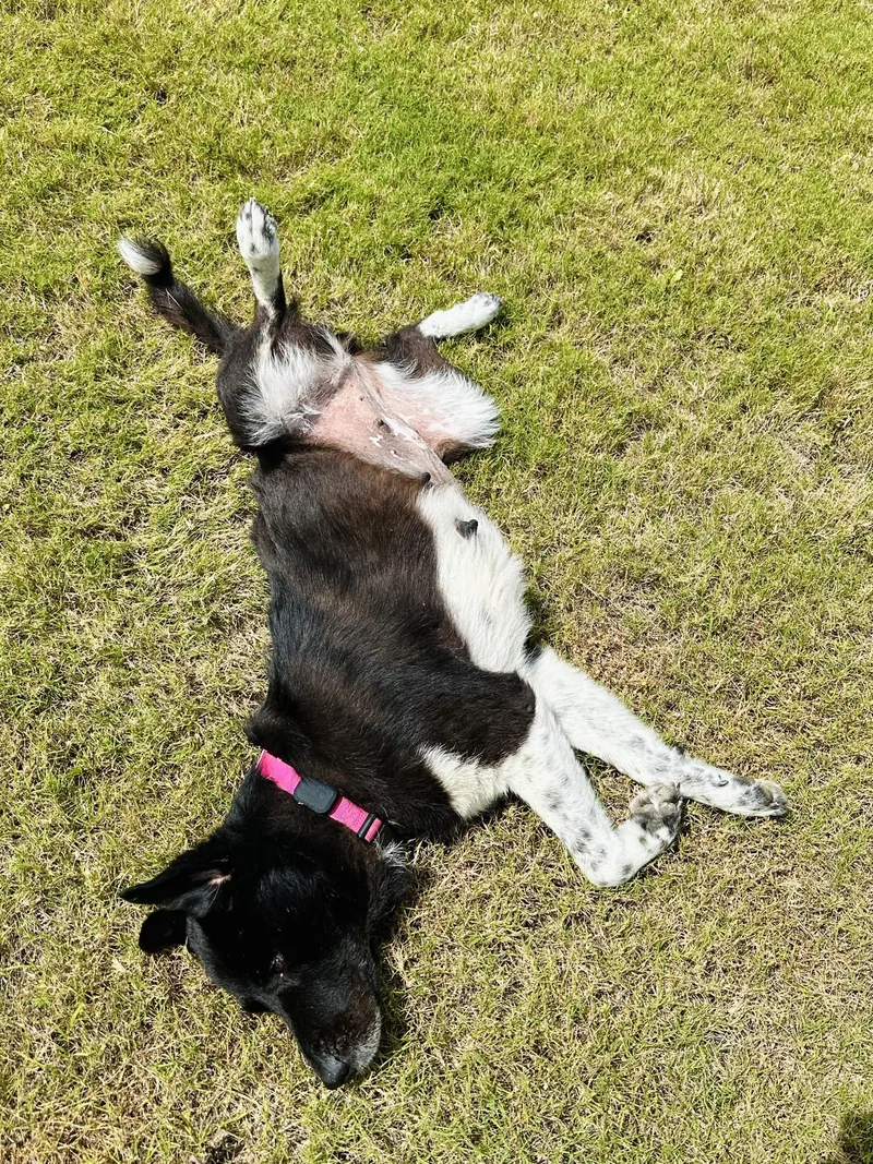 A senior large-sized female Black Great Pyrenees dog named Remington for adoption in Austin, TX