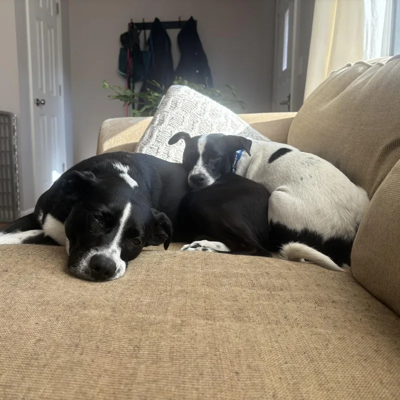 An adult small-sized female White / Cream Dachshund dog named Macadamia for adoption in Crystal, MN
