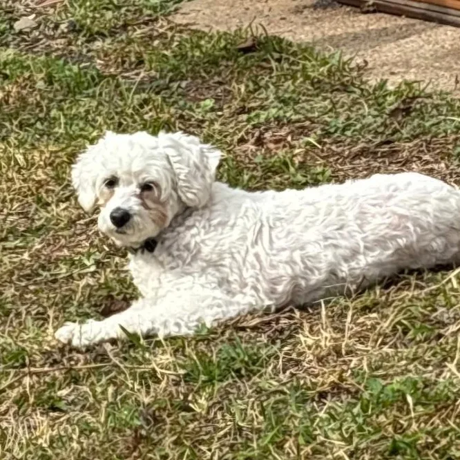 An adult small-sized female White / Cream Poodle (Toy) dog named Doll for adoption in Houston, TX