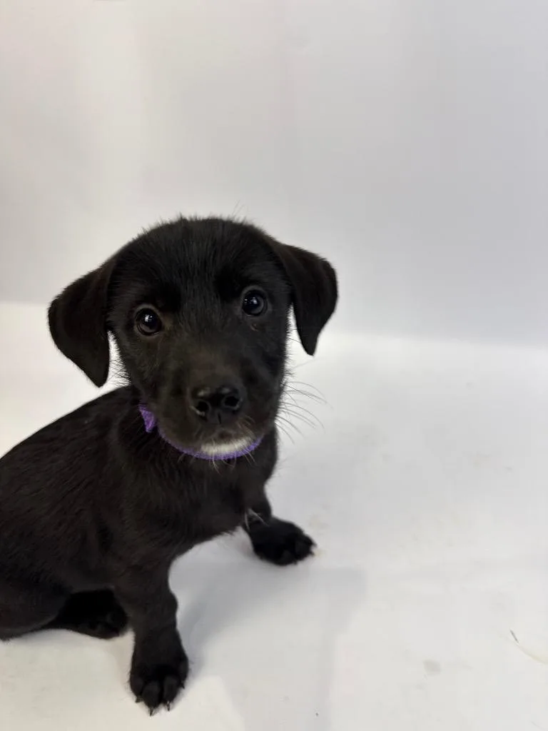 A baby medium-sized female Black Rat Terrier dog named Mj for adoption in Alvin, TX