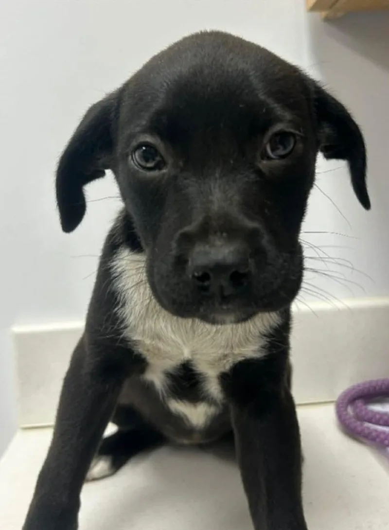 A baby medium-sized male Labrador Retriever dog named Hutch for adoption in Carmel, NY