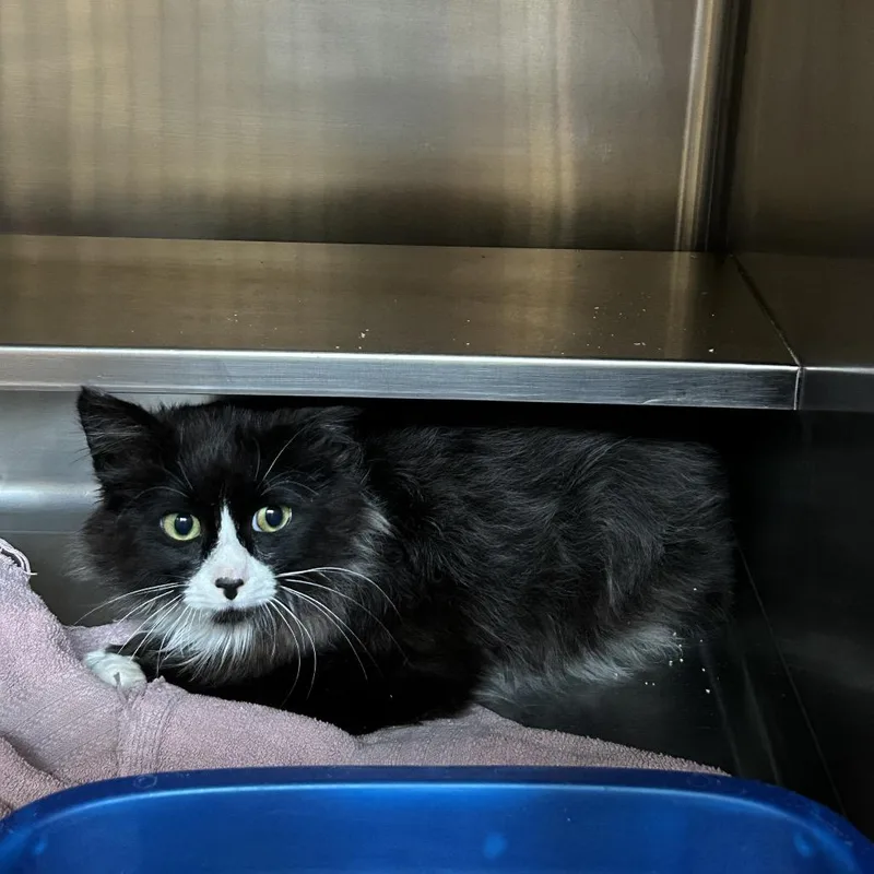 A young medium-sized male Black Domestic Medium Hair cat named Hermes for adoption in Bristol, IN